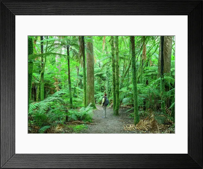 Framed Print : New Zealand, North Island, Rotorua, Whakarewarewa Forest Park