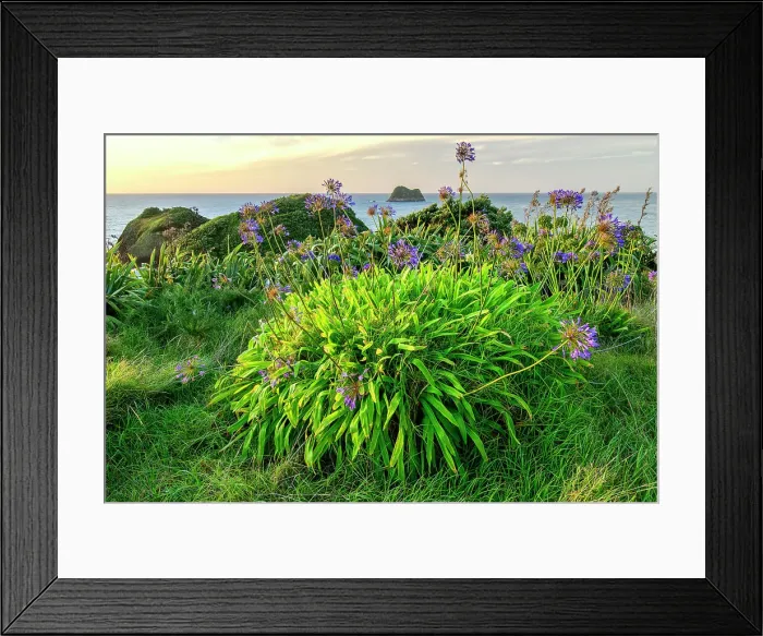 Framed Print : New Zealand, North Island, New Plymouth, Paritutu Centenial Park, African lily, Jacks Blue Framed Print : New Zealand, North Island, New Plymouth, Paritutu Centenial Park, African lily, Jacks Blue