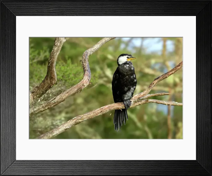 Framed Print : New Zealand, South Island, Takaka, Golden Bay, Te Waikoropupu Springs, little cormorant, Microcarbo melanoleucos Framed Print : New Zealand, South Island, Takaka, Golden Bay, Te Waikoropupu Springs, little cormorant, Microcarbo melanoleucos