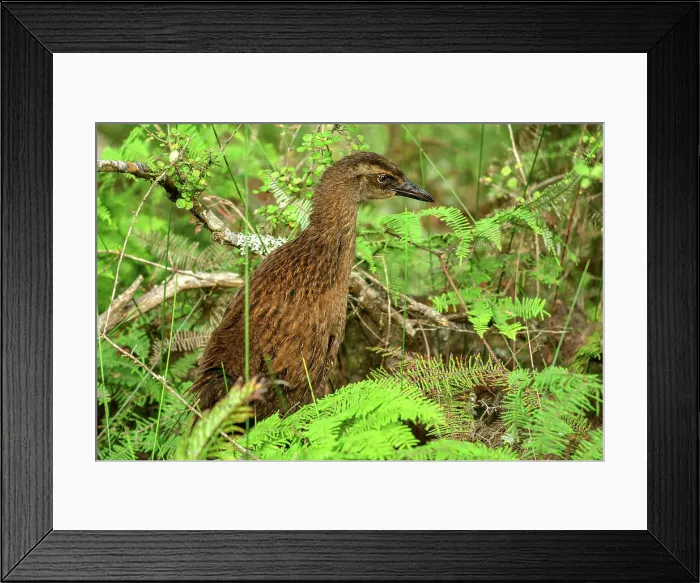 Framed Print : New Zealand, South Island, Takaka, Golden Bay, Te Waikoropupu Springs, Gallirallus australis Framed Print : New Zealand, South Island, Takaka, Golden Bay, Te Waikoropupu Springs, Gallirallus australis
