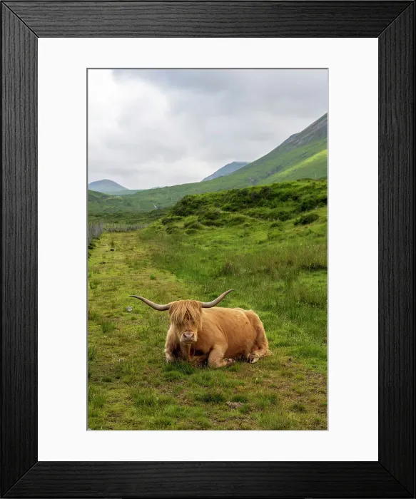 Framed Print : Highland Cow, Isle of Skye, Scotland Framed Print : Highland Cow, Isle of Skye, Scotland