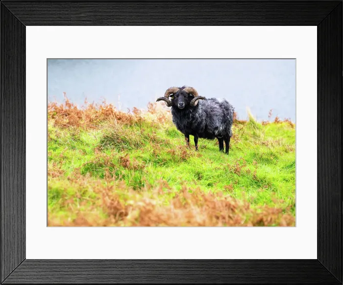 Framed Print : A ram on the Isle of Scalpay, Outer Hebrides, Scotland Framed Print : A ram on the Isle of Scalpay, Outer Hebrides, Scotland