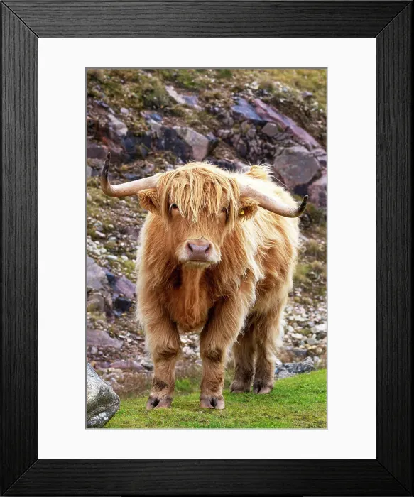 Framed Print : Highland cattle in Huisinish (Hushinish), Isle of Harris, Outer Hebrides, Scotland Framed Print : Highland cattle in Huisinish (Hushinish), Isle of Harris, Outer Hebrides, Scotland