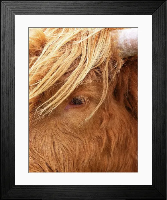 Framed Print : A portrait of a highland cow in Huisinish (Hushinish), Isle of Harris, Outer Hebrides, Scotland Framed Print : A portrait of a highland cow in Huisinish (Hushinish), Isle of Harris, Outer Hebrides, Scotland