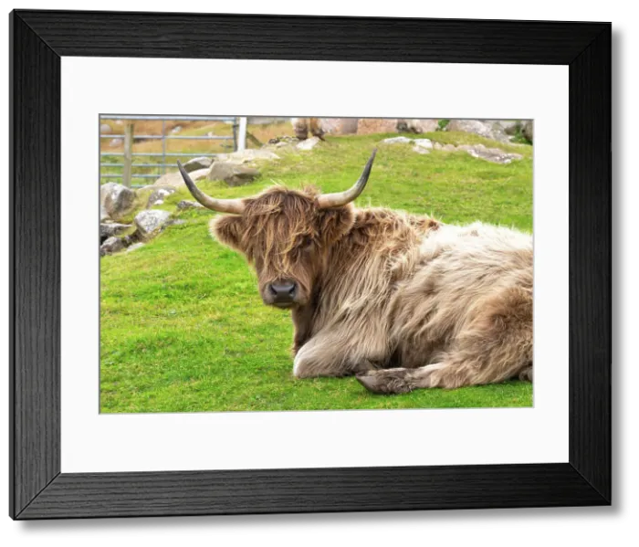 Framed Print : Highland cattle in Huisinish (Hushinish), Isle of Harris, Outer Hebrides, Scotland Framed Print : Highland cattle in Huisinish (Hushinish), Isle of Harris, Outer Hebrides, Scotland