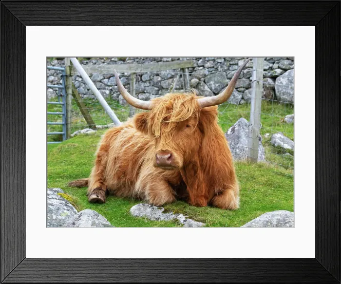 Framed Print : Highland cattle in Huisinish (Hushinish), Isle of Harris, Outer Hebrides, Scotland Framed Print : Highland cattle in Huisinish (Hushinish), Isle of Harris, Outer Hebrides, Scotland