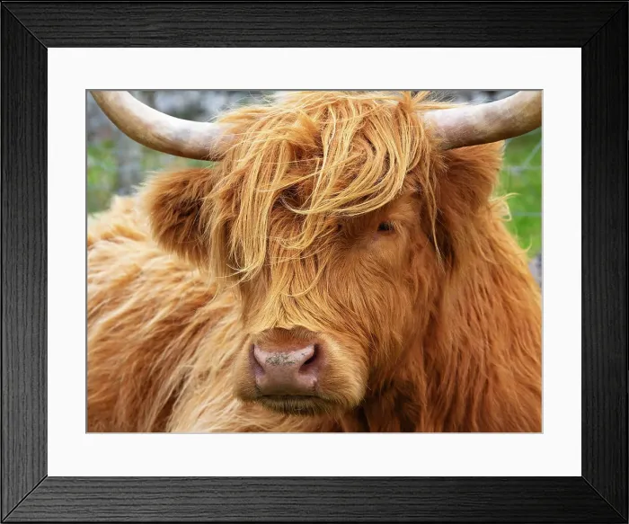 Framed Print : Highland cattle in Huisinish (Hushinish), Isle of Harris, Outer Hebrides, Scotland Framed Print : Highland cattle in Huisinish (Hushinish), Isle of Harris, Outer Hebrides, Scotland