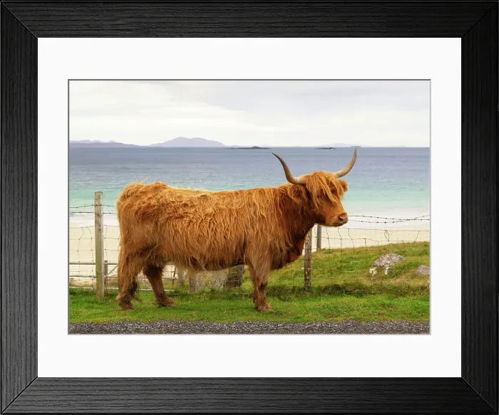 Framed Print : Highland cow with the Huisinish (Hushinish) beach in the background, Isle of Harris, Outer Hebrides, Scotland Framed Print : Highland cow with the Huisinish (Hushinish) beach in the background, Isle of Harris, Outer Hebrides, Scotland