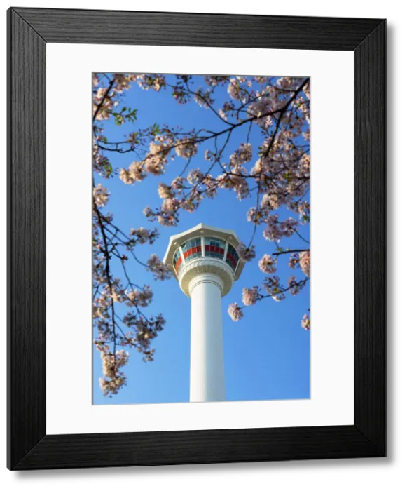 Framed Print : Diamond (Busan) Tower and spring blossom in Yongdusan Park, Busan, South Korea Framed Print : Diamond (Busan) Tower and spring blossom in Yongdusan Park, Busan, South Korea