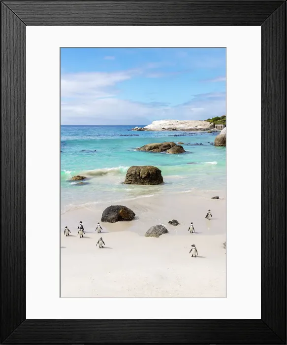Framed Print : African penguins (Spheniscus demersus), Boulders Beach, Simon's Town, Cape Town, Western Cape, South Africa Framed Print : African penguins (Spheniscus demersus), Boulders Beach, Simon's Town, Cape Town, Western Cape, South Africa