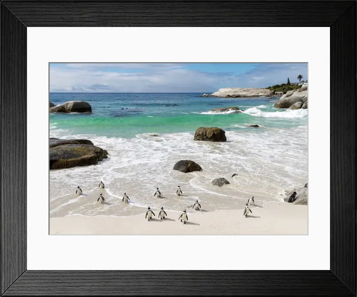 Framed Print : African penguins (Spheniscus demersus), Boulders Beach, Simon's Town, Cape Town, Western Cape, South Africa Framed Print : African penguins (Spheniscus demersus), Boulders Beach, Simon's Town, Cape Town, Western Cape, South Africa