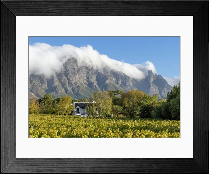 Framed Print : Traditional Cape Dutch house surrounded by vines, Franschhoek, Western Cape, South Africa