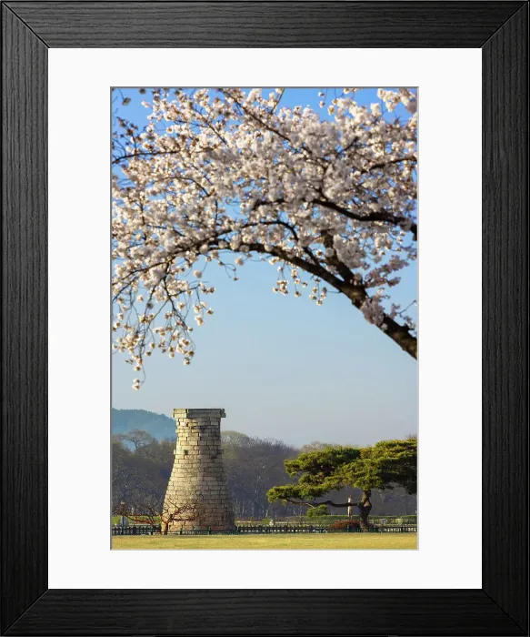 Framed Print : Cheomseongdae Observatory (UNESCO World Heritage Site) and cherry blossom, Gyeongju, South Korea