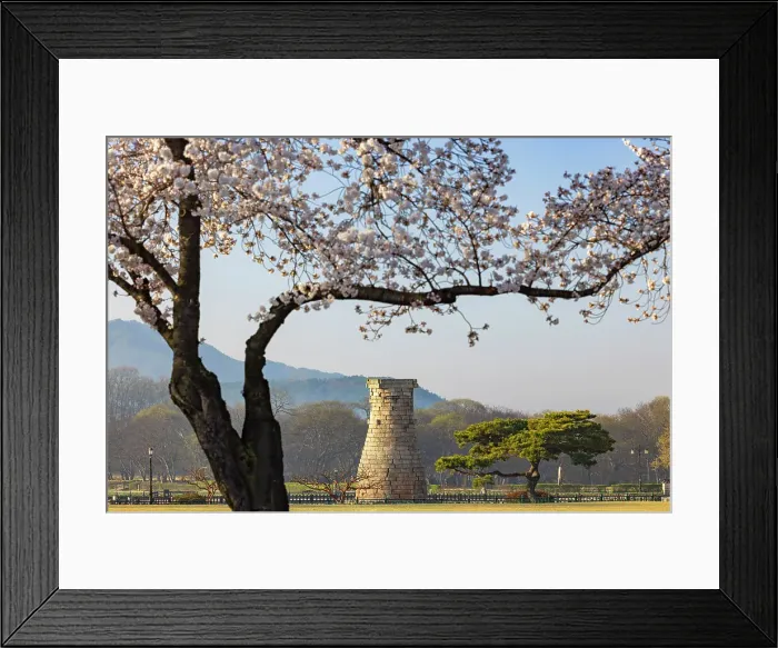 Framed Print : Cheomseongdae Observatory (UNESCO World Heritage Site) and cherry blossom, Gyeongju, South Korea Framed Print : Cheomseongdae Observatory (UNESCO World Heritage Site) and cherry blossom, Gyeongju, South Korea