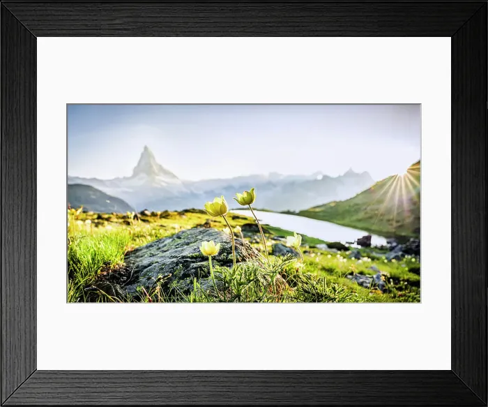 Framed Print : Yellow flowers in bloom at Stellisee lake lit by sun rays at sunset with Matterhorn on background, Zermatt, Valais, Switzerland Framed Print : Yellow flowers in bloom at Stellisee lake lit by sun rays at sunset with Matterhorn on background, Zermatt, Valais, Switzerland
