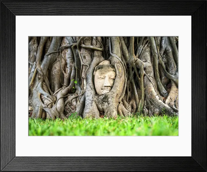 Framed Print : Iconic head of a Buddha statue held between the roots of a tree at Wat Mahathat temple in Ayutthaya, Thailand Framed Print : Iconic head of a Buddha statue held between the roots of a tree at Wat Mahathat temple in Ayutthaya, Thailand