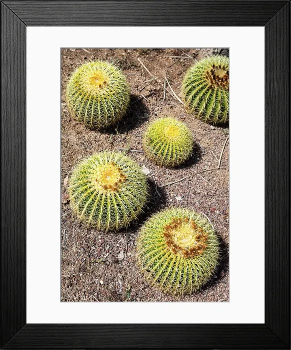 Framed Print : Spain, Catalonia, Barcelona, Mossen Costa i Llobera garden, Various species of cactus Framed Print : Spain, Catalonia, Barcelona, Mossen Costa i Llobera garden, Various species of cactus
