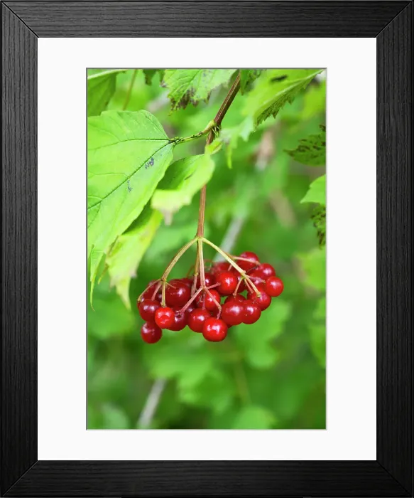 Framed Print : Vattlefjall Nature Reserve, Sweden