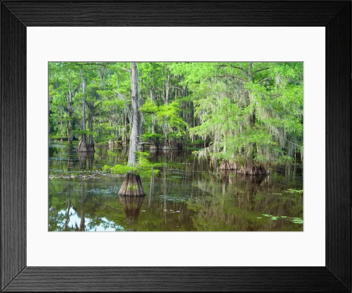 Framed Print : Caddo Lake, Texas, USA Framed Print : Caddo Lake, Texas, USA