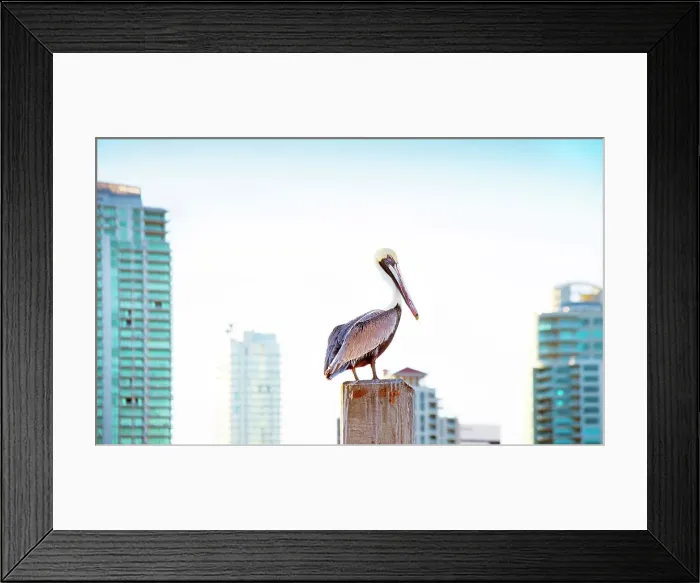 Framed Print : USA, Florida, Saint Petersburg, Pinellas County, Brown Pelican, Downtown Framed Print : USA, Florida, Saint Petersburg, Pinellas County, Brown Pelican, Downtown