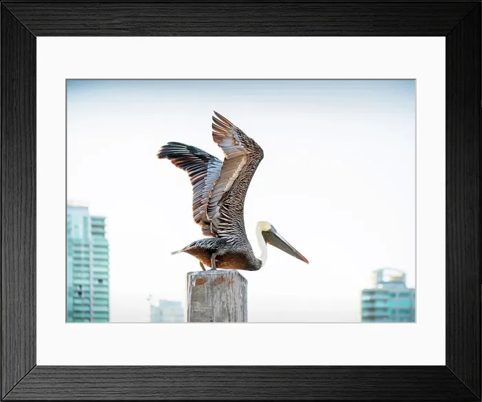 Framed Print : USA, Florida, Saint Petersburg, Pinellas County, Brown Pelican, Taking Off, Downtown Framed Print : USA, Florida, Saint Petersburg, Pinellas County, Brown Pelican, Taking Off, Downtown