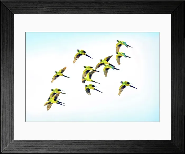 Framed Print : USA, Florida, Saint Petersburg, Pinellas County, Nanday Parrots, Birds, Tampa Bay Framed Print : USA, Florida, Saint Petersburg, Pinellas County, Nanday Parrots, Birds, Tampa Bay