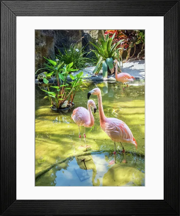 Framed Print : USA, Florida, Saint Petersburg, Pinellas County, Sunken Gardens, Tourist Attraction, Flamingos Framed Print : USA, Florida, Saint Petersburg, Pinellas County, Sunken Gardens, Tourist Attraction, Flamingos