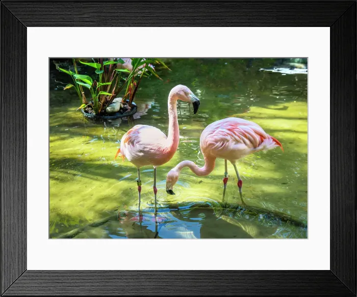 Framed Print : USA, Florida, Saint Petersburg, Pinellas County, Sunken Gardens, Tourist Attraction, Flamingos Framed Print : USA, Florida, Saint Petersburg, Pinellas County, Sunken Gardens, Tourist Attraction, Flamingos