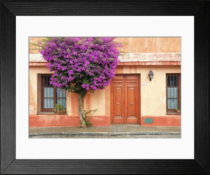 Framed Print : A bouganville tree in front of a colonial architecture house of Colonia del Sacramento, Uruguay. Colonia was declared UNESCO World Heritage Site in 1995 Framed Print : A bouganville tree in front of a colonial architecture house of Colonia del Sacramento, Uruguay. Colonia was declared UNESCO World Heritage Site in 1995