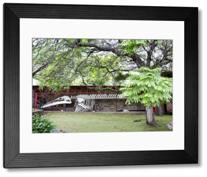 Framed Print : The skeleton of a whale on display at the Municipal Museum Espacio Dr. B. Rebuffo, Colonia del Sacramento, Uruguay Framed Print : The skeleton of a whale on display at the Municipal Museum Espacio Dr. B. Rebuffo, Colonia del Sacramento, Uruguay