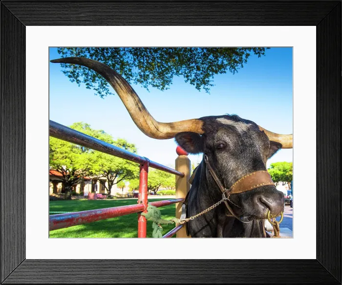 Framed Print : Texas, Forth Worth, Exchange Street, Texas Longhorn Steer, Fort Worth Herd, Cattle Drive Down Exchange Street, National Historic District Framed Print : Texas, Forth Worth, Exchange Street, Texas Longhorn Steer, Fort Worth Herd, Cattle Drive Down Exchange Street, National Historic District
