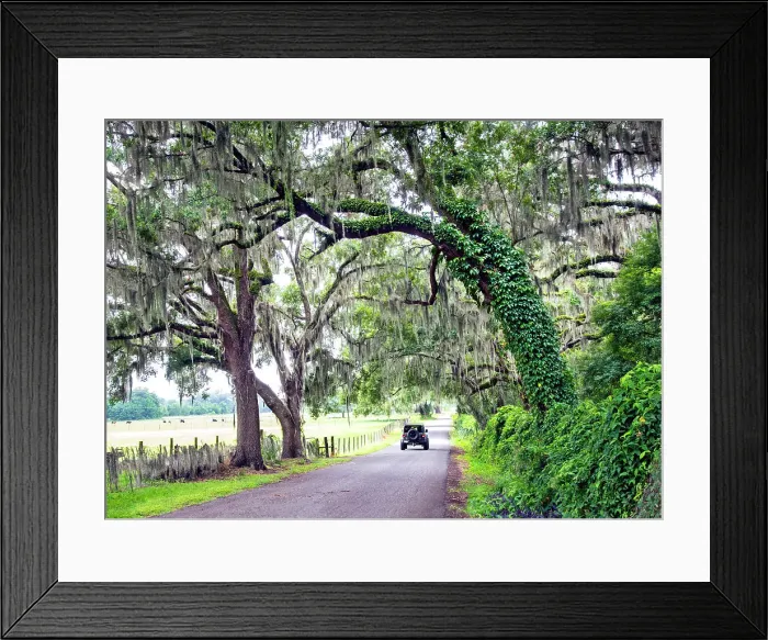 Framed Print : USA, Florida, Webster, Sumter County, Country Road, Oak Trees, Spanish Moss