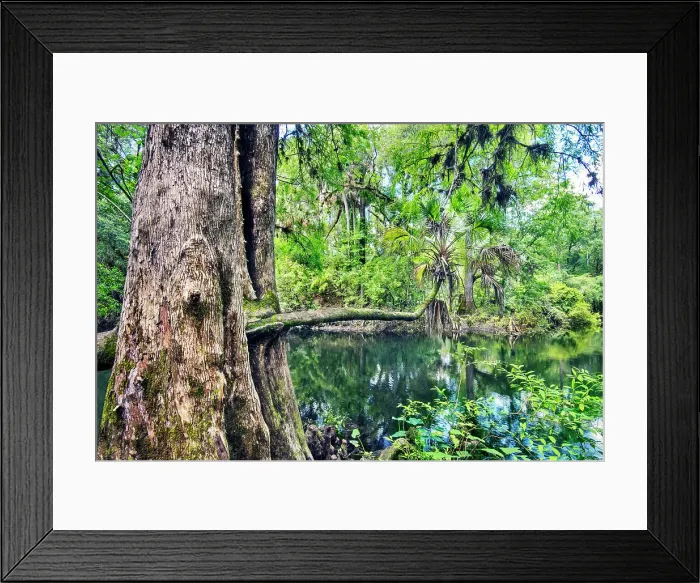 Framed Print : USA, Florida, Tampa, Hillsborough County, Hillsborough River State Park, One Of The Eight Original Florida State Parks Framed Print : USA, Florida, Tampa, Hillsborough County, Hillsborough River State Park, One Of The Eight Original Florida State Parks