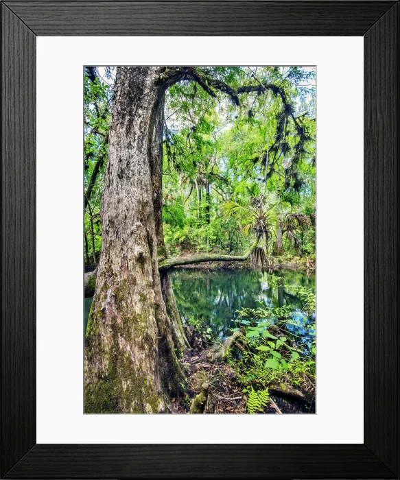 Framed Print : USA, Florida, Tampa, Hillsborough County, Hillsborough River State Park, One Of The Eight Original Florida State Parks Framed Print : USA, Florida, Tampa, Hillsborough County, Hillsborough River State Park, One Of The Eight Original Florida State Parks