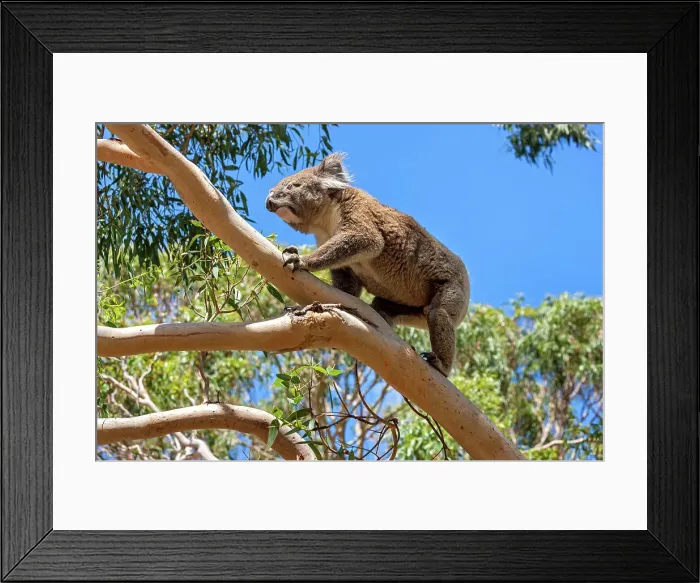 Framed Print : Australia, Victoria, Great Otway National Park, Koala bear Framed Print : Australia, Victoria, Great Otway National Park, Koala bear