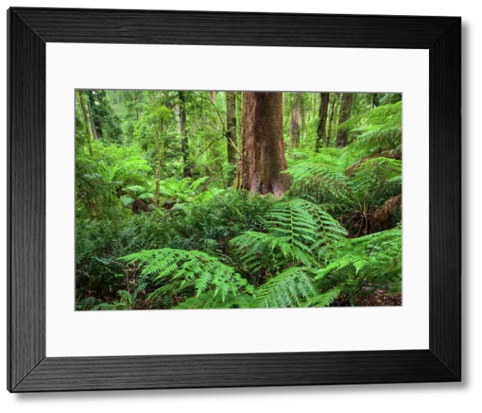 Framed Print : Australia, Victoria, Great Otway National Park Framed Print : Australia, Victoria, Great Otway National Park