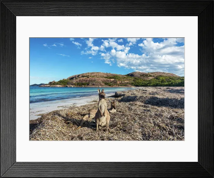 Framed Print : Australia, Western Australia, Cape Le Grand National Park, Lucky Bay, kangaroos Framed Print : Australia, Western Australia, Cape Le Grand National Park, Lucky Bay, kangaroos