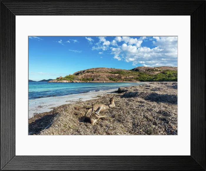 Framed Print : Australia, Western Australia, Cape Le Grand National Park, Lucky Bay, kangaroos Framed Print : Australia, Western Australia, Cape Le Grand National Park, Lucky Bay, kangaroos