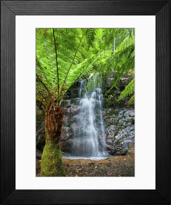 Framed Print : Australia, Tasmania, Wellington Park, Silver Falls, Fern trees Framed Print : Australia, Tasmania, Wellington Park, Silver Falls, Fern trees