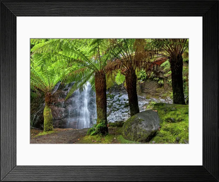 Framed Print : Australia, Tasmania, Wellington Park, Silver Falls, Fern trees Framed Print : Australia, Tasmania, Wellington Park, Silver Falls, Fern trees