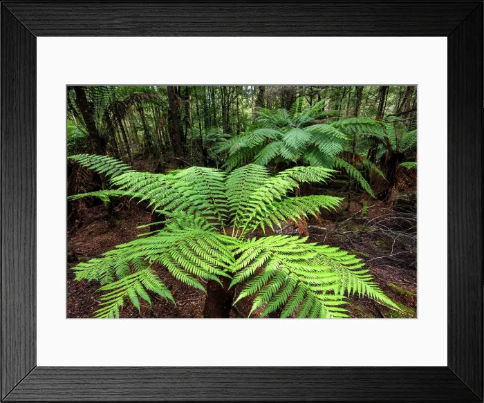 Framed Print : Australia, Tasmania, Tarkine forest, Fern trees Framed Print : Australia, Tasmania, Tarkine forest, Fern trees