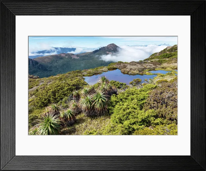 Framed Print : Australia, Tasmania, Southwest National Park, Mount Anne plateau, Pandani plants Framed Print : Australia, Tasmania, Southwest National Park, Mount Anne plateau, Pandani plants