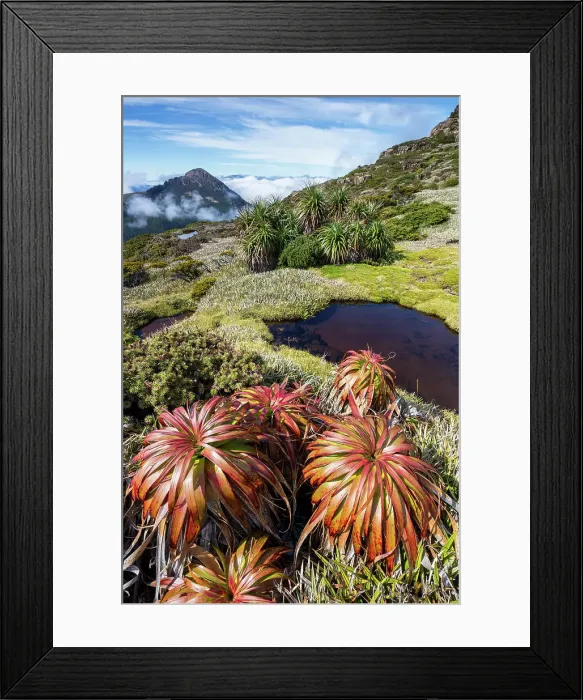 Framed Print : Australia, Tasmania, Southwest National Park, Mount Anne plateau, Pandani plants Framed Print : Australia, Tasmania, Southwest National Park, Mount Anne plateau, Pandani plants