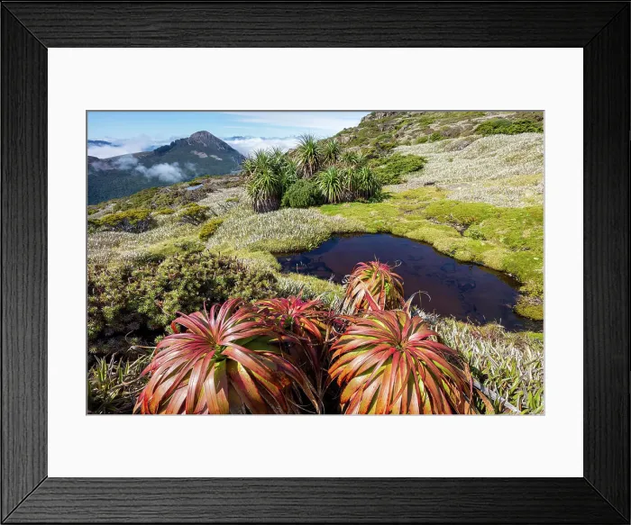 Framed Print : Australia, Tasmania, Southwest National Park, Mount Anne plateau, Pandani plants Framed Print : Australia, Tasmania, Southwest National Park, Mount Anne plateau, Pandani plants