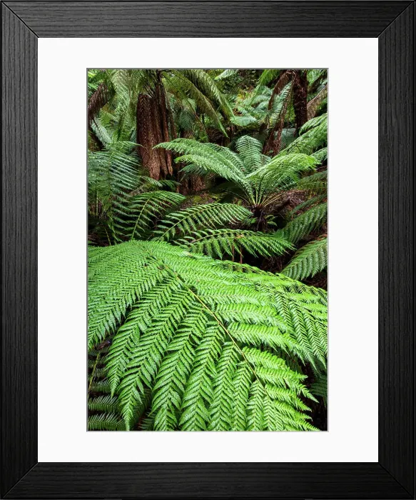 Framed Print : Australia, Tasmania, Mount Field National Park, Fern trees Framed Print : Australia, Tasmania, Mount Field National Park, Fern trees