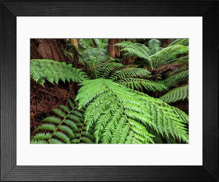 Framed Print : Australia, Tasmania, Mount Field National Park, Fern trees Framed Print : Australia, Tasmania, Mount Field National Park, Fern trees