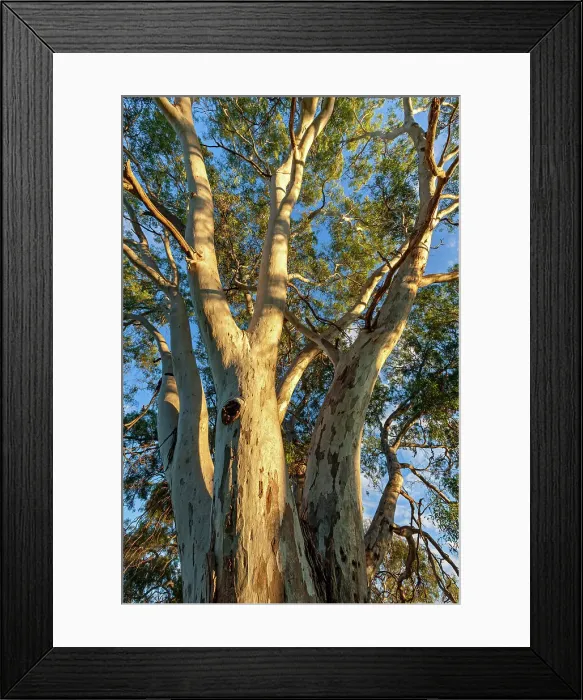 Framed Print : Australia, South Australia, Eucalyptus tree, near Strathalbyn village Framed Print : Australia, South Australia, Eucalyptus tree, near Strathalbyn village