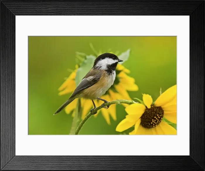 Framed Print : Black capped chickadee (Parus atricapillus) Perched in sunflower plant, Lively, Ontario, Canada Framed Print : Black capped chickadee (Parus atricapillus) Perched in sunflower plant, Lively, Ontario, Canada