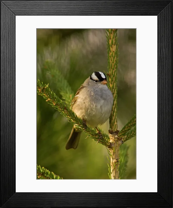 Framed Print : White-crowned sparrow (Zonotrichia leucophrys) Spring migrant singing in spruce tree, Lively, Ontario, Canada Framed Print : White-crowned sparrow (Zonotrichia leucophrys) Spring migrant singing in spruce tree, Lively, Ontario, Canada