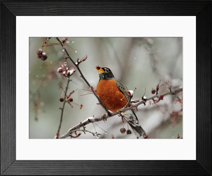 Framed Print : American robin (Turdus migratorius), Greater Sudbury, Ontario, Canada Framed Print : American robin (Turdus migratorius), Greater Sudbury, Ontario, Canada